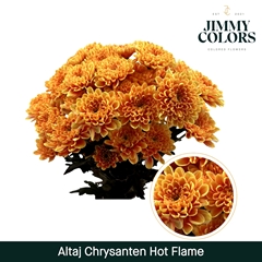Chrysanth Spray Painted Altaj Hot Flame 70cm 105gr.