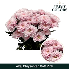 Chrysanth Spray Painted Altaj Soft Pink 70cm 105gr.