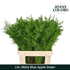 Limonium Painted Misty Blue Apple Green 90cm 40gr.