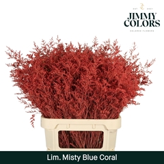 Limonium Painted Misty Blue Coral 90cm 40gr.