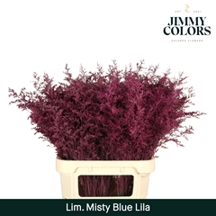 Limonium Painted Misty Blue Lilac 90cm 40gr.
