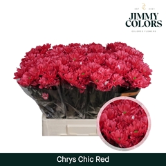 Chrysanth Spray Chic 70cm 90gr.