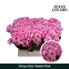 Chrysanth Spray Chic 70cm 90gr.