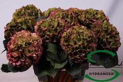 Hydrangea Glowing Alps Classic 60cm 13-15cm Hd