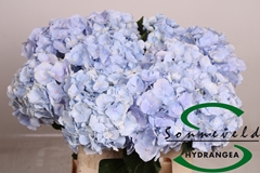 Hydrangea Verena Blue 60cm 8-10cm Hd