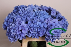 Hydrangea Pimpernel 60cm 8-10cm Hd