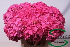 Hydrangea Sibilla Red 80cm 15-17cm Hd