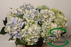 Hydrangea Verena Classic 60cm 16-18cm Hd