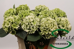 Hydrangea Lolly Pop Classic 75cm 14-16cm Hd