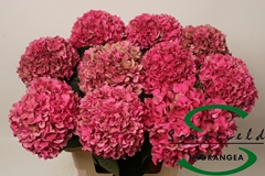 Hydrangea Glowing Alps Classic 60cm 14-16cm Hd