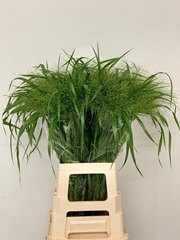 Panicum Fontaine 80cm