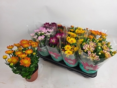 Chrysanth Mix 6 Mix 14Ø 29cm