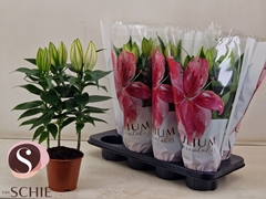 Lily Oriental Oxygen 13Ø 45cm