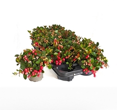 Gaultheria Big Berry 11Ø 16cm