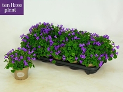 Campanula Porto 11Ø 20cm