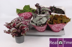 Begonia Leaf Beleaf Mix 13Ø 25cm