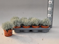 Leucophyta Brownii 13Ø 22cm