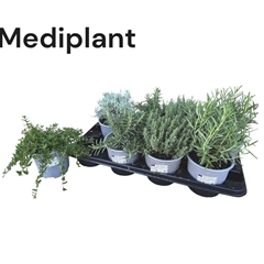 Garden Herbs Mix 14Ø 20cm
