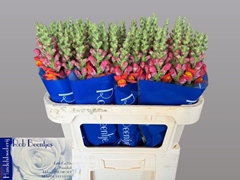 Antirrhinum Antibes Orange 75cm