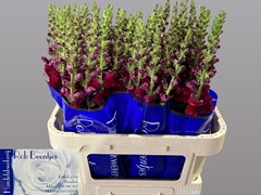 Antirrhinum Potomac Red 75cm