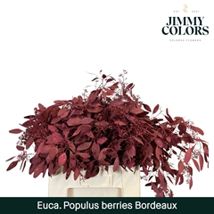 Eucalyptus Populus Bordeaux Per Bunch 60cm 200gr.