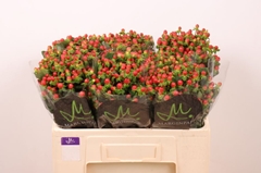 Hypericum Tomato Flair 50cm