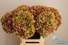 Hydrangea Glowing Alps Classic 60cm 19-21cm Hd