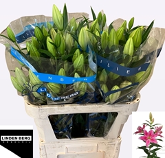 Lily Oriental Sorbonne 80cm 3+