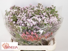 Chamelaucium Dancing Queen 80cm 110gr.