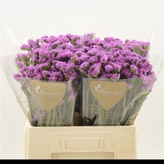 Limonium Sinuatum Heart Wings 60cm 30gr.