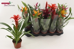 Bromelia Mix 12Ø 42cm