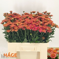 Chrysanth Spray Blenda Salmon 55cm 80gr.