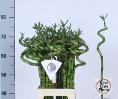 Dracaena Lucky Bamboo 70cm Spiral