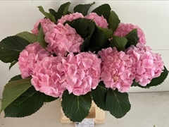 Hydrangea Verena 65cm 16-18cm Hd