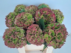 Hydrangea Royal Palace Classic 50cm 14-16cm Hd