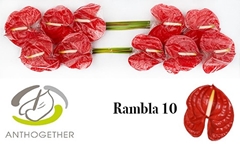 Anthurium Rambla 15cm Hd