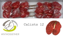 Anthurium Calisto 13cm Hd
