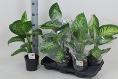 Dieffenbachia Tropic Snow 14Ø 55cm