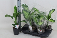 Dieffenbachia Tropic Snow 14Ø 50cm