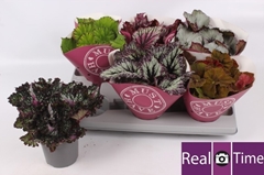 Begonia Leaf Beleaf Mix 13Ø 25cm