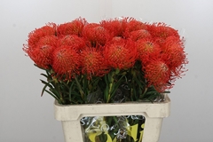 Leucospermum Succession 60cm