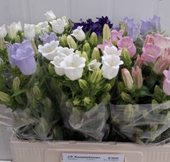 Campanula Medium Mix 60cm