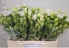 Campanula Champion White 60cm