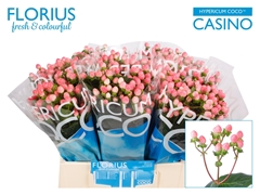 Hypericum Coco Casino 40cm