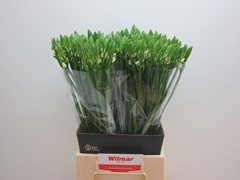 Ornithogalum Thyrsoides 55cm