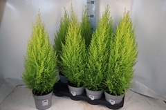 Cupressus Goldcrest Wilma 14Ø 70cm