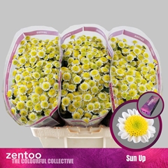 Chrysanth Santini Sun Up 55cm 48gr.
