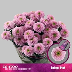 Chrysanth Spray Letsgo Pink 65cm 75gr.