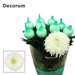 Chrysanth Single Magnum 75cm 105gr.