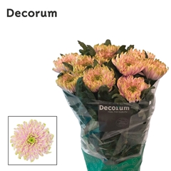 Chrysanth Single Rossano Charlotte 70cm 75gr.
